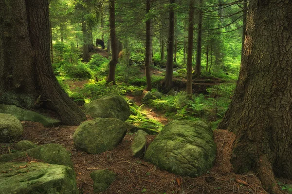 Wald im Sommer — Stockfoto