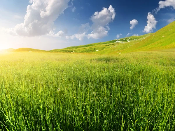 Green field in the mountain valley — Stock Photo, Image