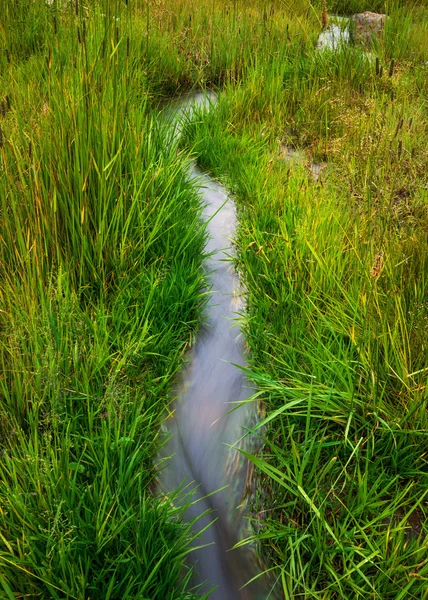 Sungai dan rumput hijau — Stok Foto