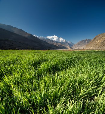 dağa vadide yeşil alan