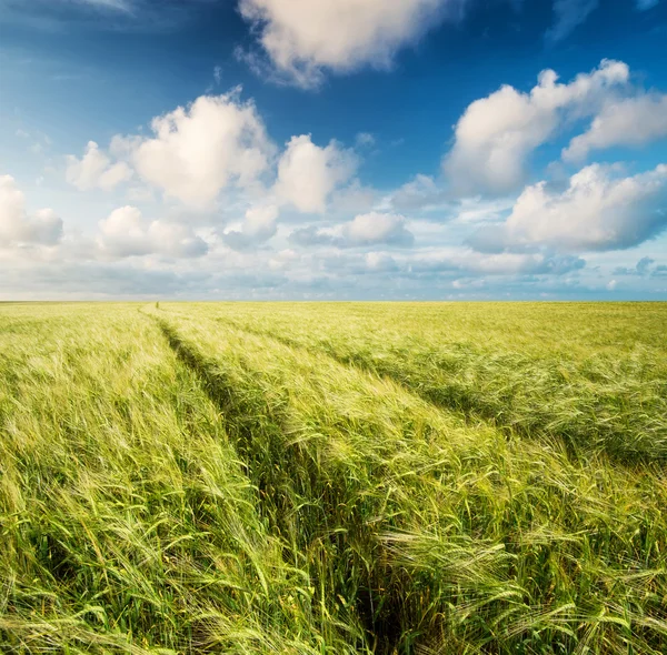 Campo carretera paisaje — Foto de Stock