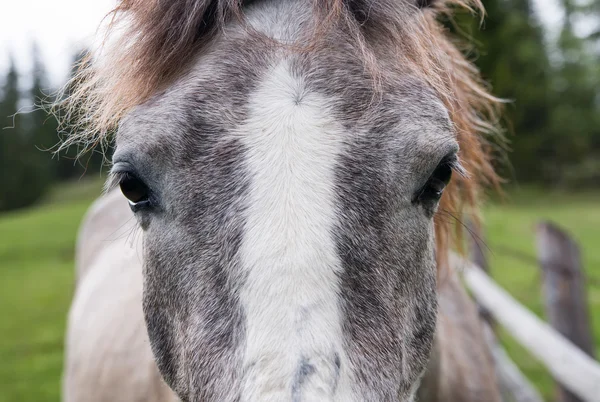 Primo piano faccia di cavallo — Foto Stock