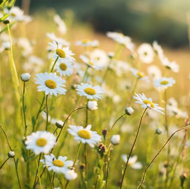 Bahar papatya arka plan