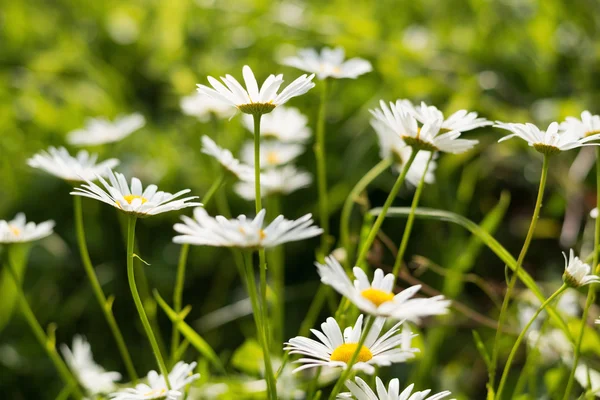 Fundo de camomila primavera — Fotografia de Stock