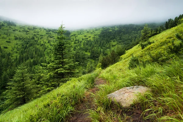 Grass in forest and mountains — Stock Photo, Image