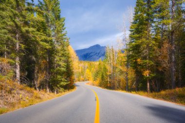 Ormandan geçen yol. Asfalt yol ve ağaçlar arasında döner. Orman arka planı. Doğal sahne. Duvar kağıdı için fotoğraf. Arkaplan, duvar kağıdı, kartpostallar.