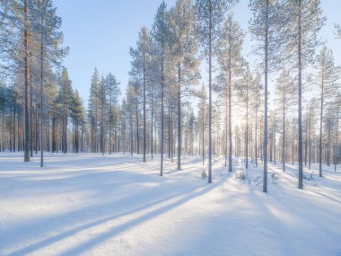 Ormandaki kış manzarası. Karla kaplı ağaçlar. Ağaçların arasından güneş ışınları geliyor. Kış Harikalar Diyarı. İskandinav ülkeleri. Kış zamanı manzara. Arkaplan, duvar kağıdı, kartpostal.