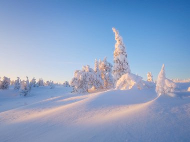 Gün batımından önce kuzey kış manzarası. Yumuşak kış ışığı. Karla kaplı ağaçlar. Kış Harikalar Diyarı. Doğa manzarası. Arkaplan, duvar kağıdı, kartpostallar için fotoğraf.