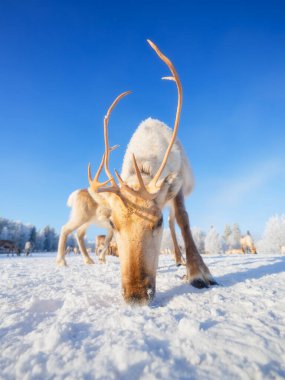 Kuzey Kutup Dairesi 'nin ötesindeki hayvanlar. Otlaktaki ren geyiği sürüsü. İskandinav ülkeleri. Kış Harikalar Diyarı. Ren geyikleri ve donla kaplı ağaçlar. Arkaplan, duvar kağıdı, kartpostallar