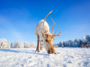 Kuzey Kutup Dairesi 'nin ötesindeki hayvanlar. Otlaktaki ren geyiği sürüsü. İskandinav ülkeleri. Kış Harikalar Diyarı. Ren geyikleri ve donla kaplı ağaçlar. Arkaplan, duvar kağıdı, kartpostallar