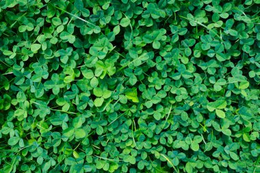 Arka plan olarak taze yonca. Çayırdaki bitkiler. Doğal bileşim. Arkaplan ve doku.