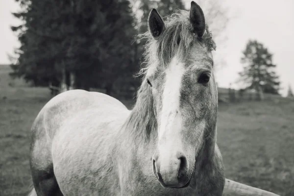 Cavallo monocromatico di razza pura — Foto Stock