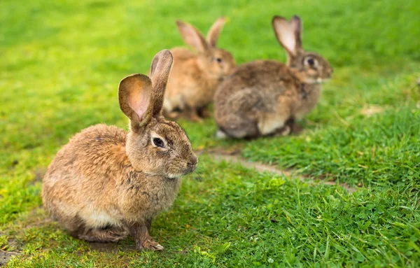 Rabbits on green grass — Stock Photo, Image