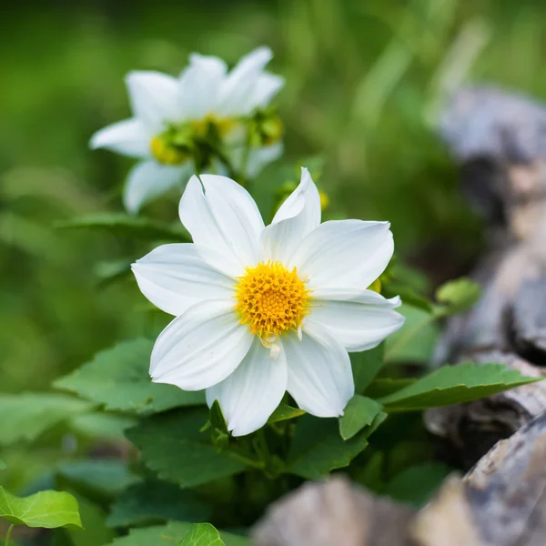 Witte bloemen en log — Stockfoto