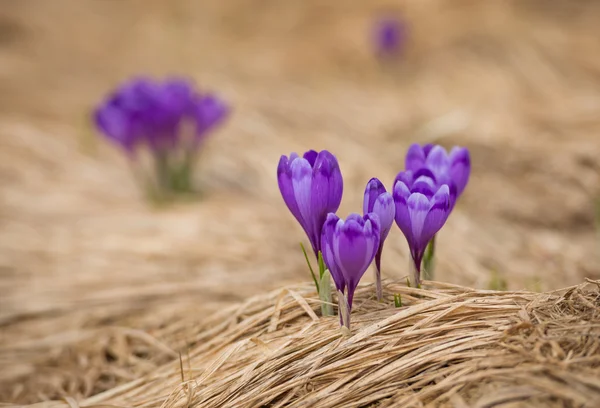 Purple bunga musim semi — Stok Foto