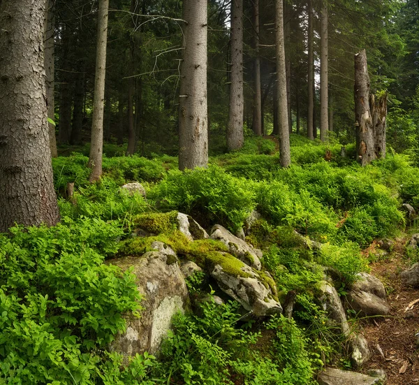Grüner Wald mit Felsen — Stockfoto