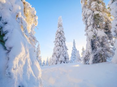 Ormanda karla kaplı çam ağaçları ve yumuşak beyaz kar yığınlarıyla huzurlu kış manzarası. Kışlık bir ormanda güneşli güzel bir gün. Parlak güneş ışığı, derin beyaz kar yığınlarını aydınlatıyor. Doğa manzarası. Arkaplan, duvar kağıdı, kartpostallar.