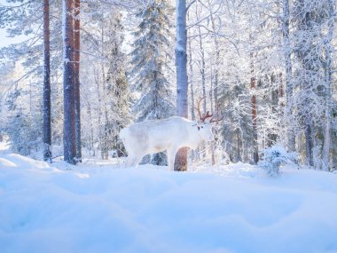 Vahşi ormandaki ren geyikleri dokunulmamış doğayı, ekolojiyi ve kuzey doğasının korunmasını sembolize ediyor. Parlak güneş ışığı ve ağaçların arasından süzülen güneş ışınlarıyla bereketli bir ormanda duran görkemli ren geyiği. Laponya, Finlandiya.