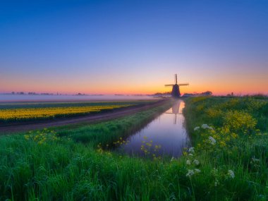 Şafak vakti, sakin bir kanala yansıyan tarihi bir yel değirmeninin yer aldığı pitoresk bir kır manzarası. Nethreland 'lar. Canlı laleler bulutsuz bir gökyüzünün altında sabah sisine doğru uzanıyor. Atmosferik ışıklandırma ve sükunetle otantik bahar manzarası