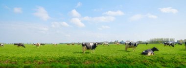Güneşli bir günde kırsal bir çayırda özgürce otlayan sığırların manzarası. Görüntüde canlı bir gökyüzü altında organik tarım ve sürdürülebilir tarım uygulamalarını temsil eden yumuşak bulutlu sağlıklı bir sürü yer alıyor. Otantik yüksek kalite çekim.
