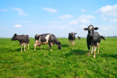 Güneşli bir günde kırsal bir çayırda özgürce otlayan sığırların manzarası. Görüntüde canlı bir gökyüzü altında organik tarım ve sürdürülebilir tarım uygulamalarını temsil eden yumuşak bulutlu sağlıklı bir sürü yer alıyor. Otantik yüksek kalite çekim.