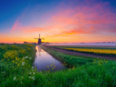 Şafak vakti, sakin bir kanala yansıyan tarihi bir yel değirmeninin yer aldığı pitoresk bir kır manzarası. Canlı laleler bulutsuz bir gökyüzünün altında sabah sisine doğru uzanıyor. Atmosferik ışıklandırma ve sükunetle bahar manzarası.