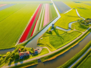 Gün doğumunda Hollanda 'daki canlı lale tarlalarının havadan görüntüsü. Geleneksel Hollanda yel değirmeni sakin bir kanalda durur. Renkli çiçeklerin simetrik sıraları çarpıcı bir geometrik desen oluşturuyor. Doğa manzarası.