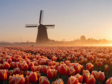 Hollanda 'da tarihi bir yel değirmeninin yer aldığı kırsal alan. Güneş doğarken parlak bir gökyüzü. Canlı laleler bulutsuz bir gökyüzünün altında sabah sisine doğru uzanıyor. Atmosferik ışıklandırma ve sükunetle bahar manzarası.