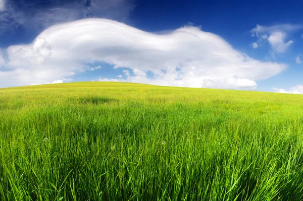 Зеленое поле в горной долине — стоковое фото