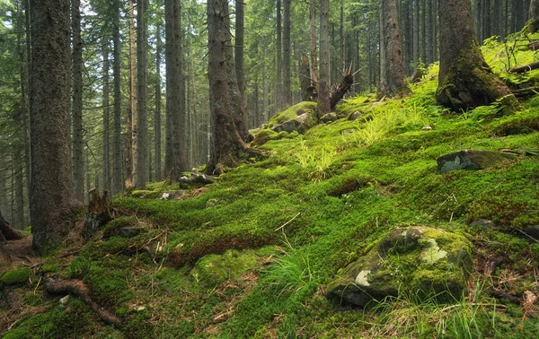 Naturalny letni krajobraz — Zdjęcie stockowe