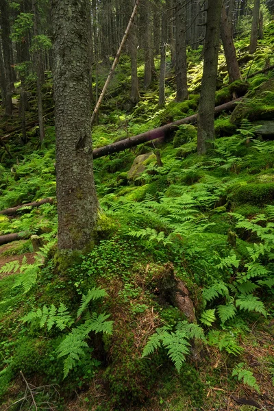 Naturalny letni krajobraz — Zdjęcie stockowe