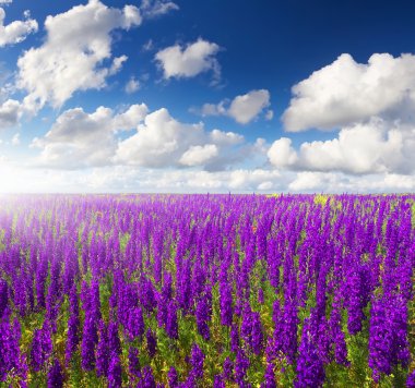 çiçekli güzel alan