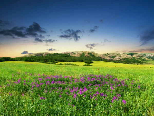 Campo con fiori in valle di montagna — Foto Stock