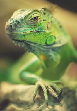 Sürüngen bir arka plan olarak