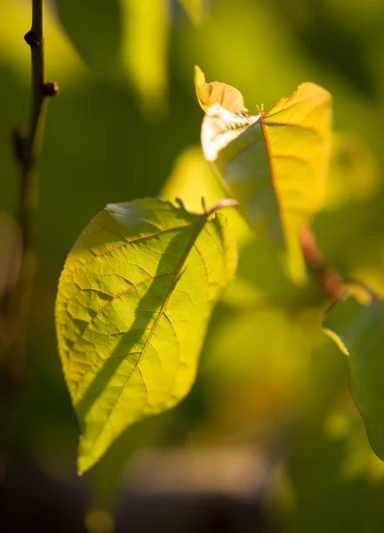 Herbe floue comme fond — Photo