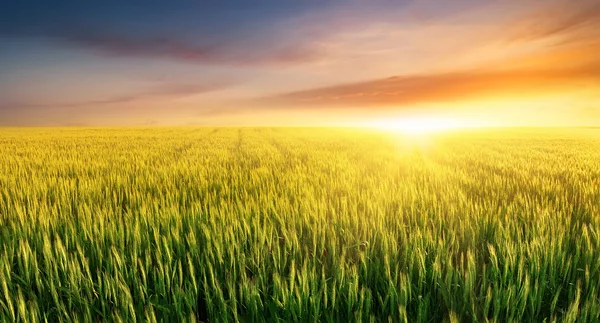 Paisagem agrícola na hora de verão — Fotografia de Stock