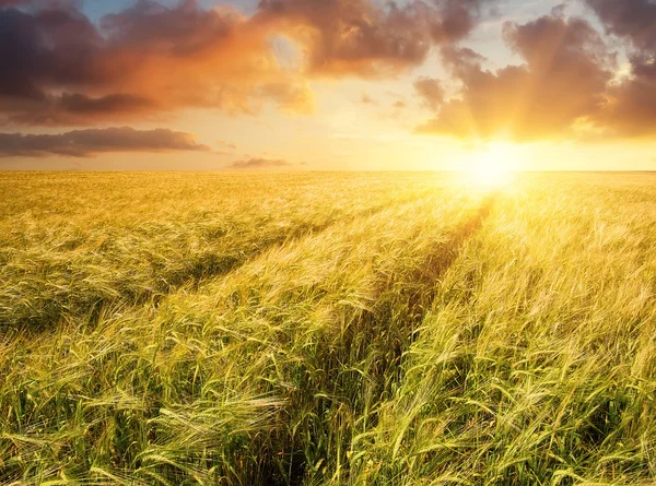 Paisagem agrícola na hora de verão — Fotografia de Stock