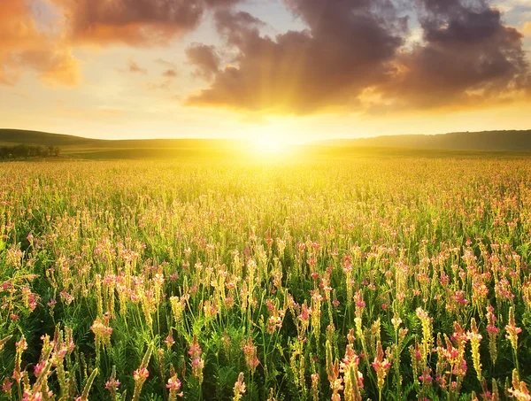 Campo con flores en verano — Foto de Stock