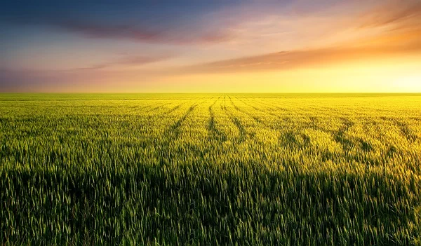 Yaz aylarında tarım peyzaj