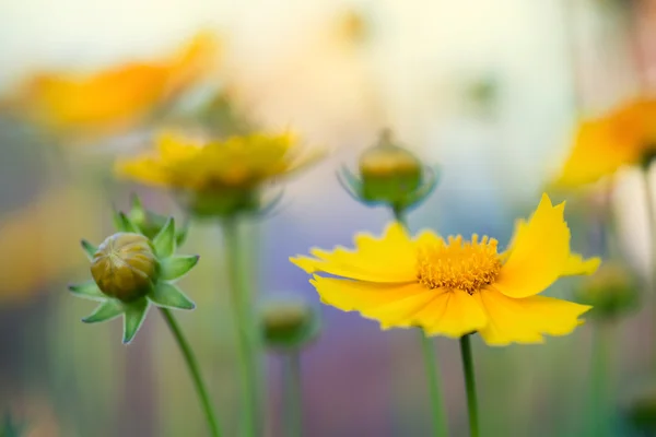 Lente bloemen achtergrond — Stockfoto