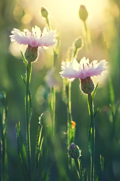 春花背景 — 图库照片