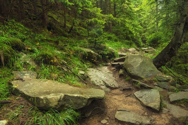 Waldlandschaft im Sommer — Stockfoto