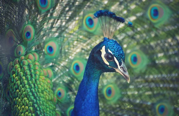 นกยูงในสวนสัตว์ — ภาพถ่ายสต็อก
