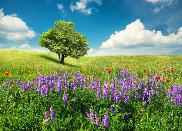 Träd på fältet blommor — Stockfoto