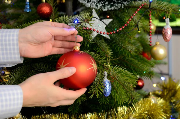 Holiday season in Poland. Hands holding bubble, decorating live Christmas tree with colorful bubbles and chains.