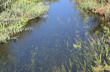 Küçük bir nehir, Polonya, Aşağı Silezya 'da doğal manzara. Mavi gökyüzü ile güzel bir yaz.