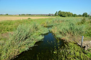 Küçük bir nehir, Polonya, Aşağı Silezya 'da doğal manzara. Mavi gökyüzü ile güzel bir yaz.