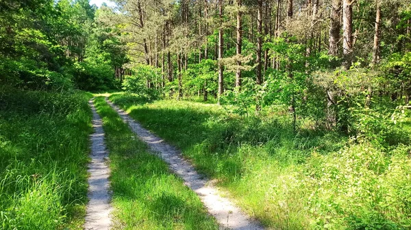 Floresta Verde Estrada Terra Paisagem Área Baixa Silésia Bela Primavera — Fotografia de Stock