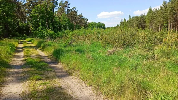 Estrada Terra Cercada Por Campos Verdes Paisagem Área Baixa Silésia — Fotografia de Stock