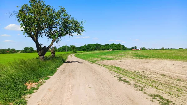 Estrada Terra Cercada Por Campos Verdes Paisagem Área Baixa Silésia — Fotografia de Stock